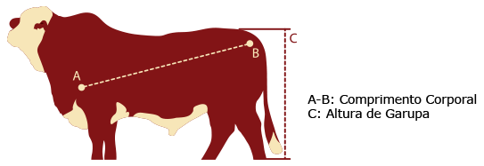 Informações do animal
